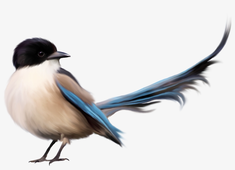 Imagenes De Un Pajaro Png, transparent png #14537