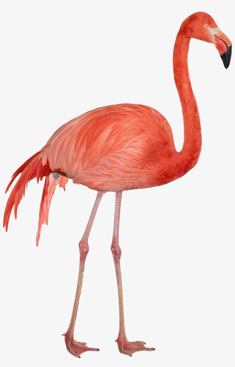 Flamingo Png Gif, transparent png #14665