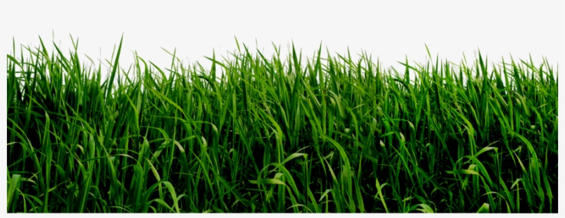 Grass Png File, transparent png #14778