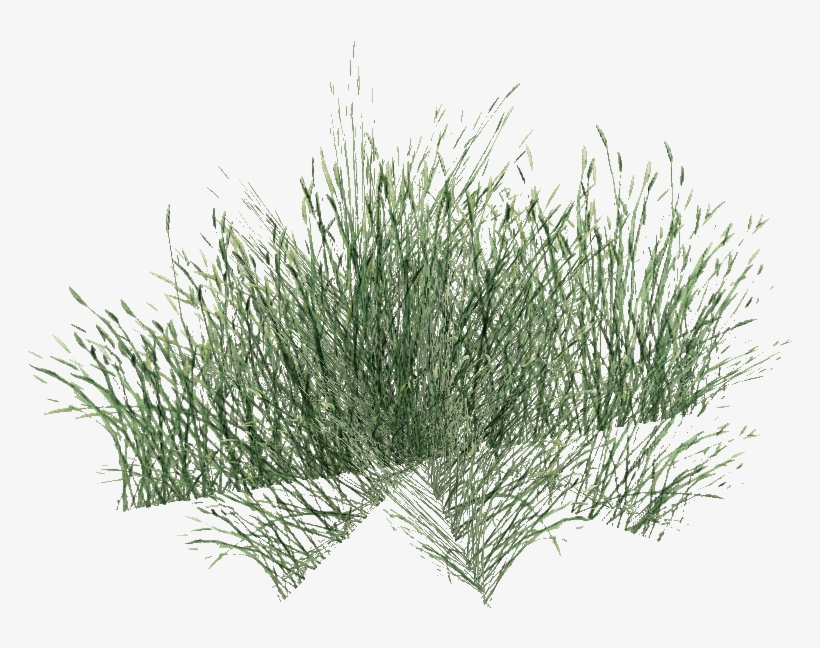 Long Grass Png Pic - Sweet Grass, transparent png #14838