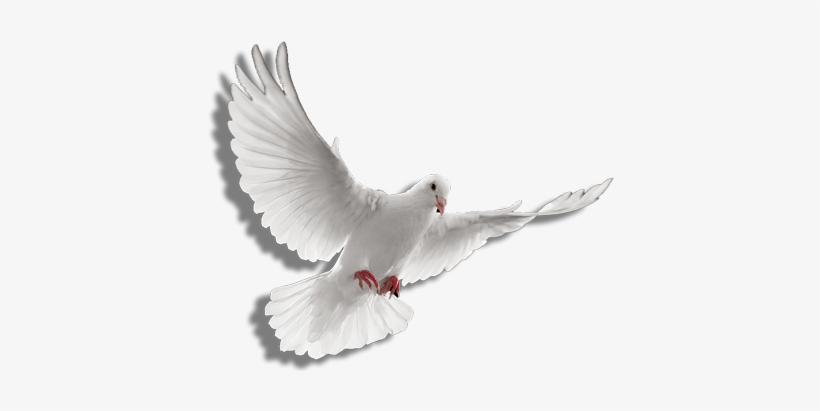 Holy Spirit Dove Png Clip Art Transparent Stock - Holy Spirit Dove Png -  Free Transparent PNG Download - PNGkey