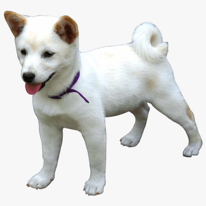 Download Dog Png Image - Dog Png, transparent png #14909