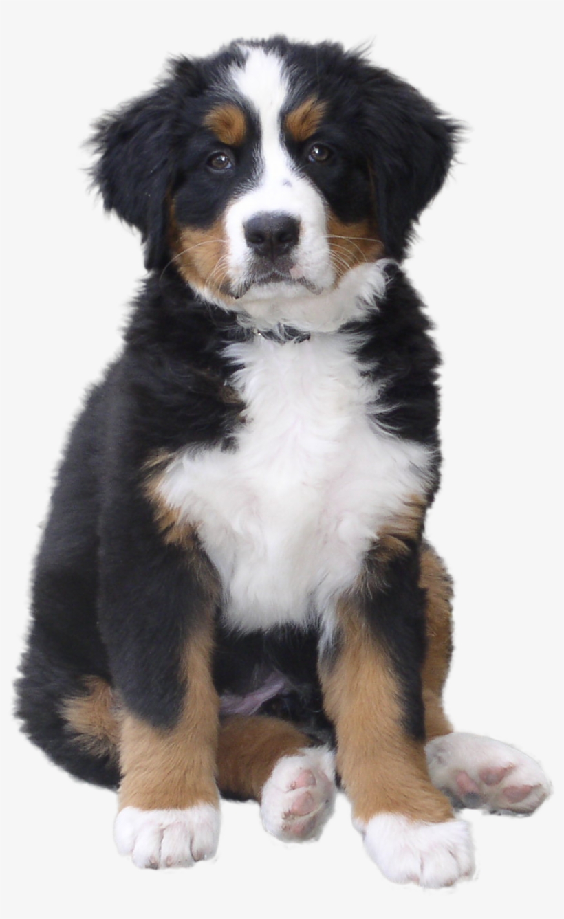 Dogs Png Clipart - Dog Png, transparent png #14968