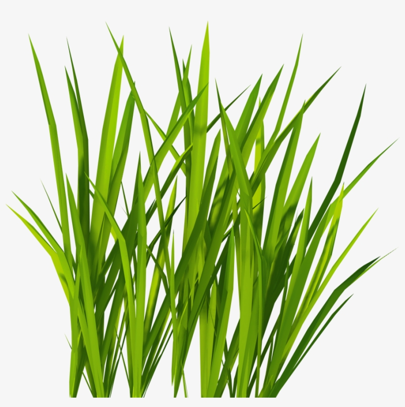 Green Grass Png Clip Art - Grass Png, transparent png #15049