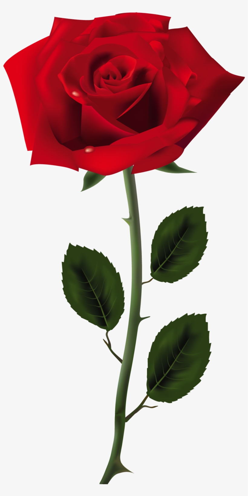 Red Roses - Rose Png, transparent png #15071