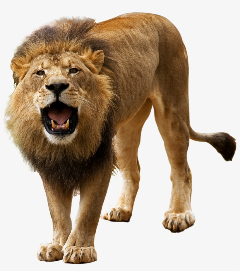 Lion Png Hd - Lion Png, transparent png #15096