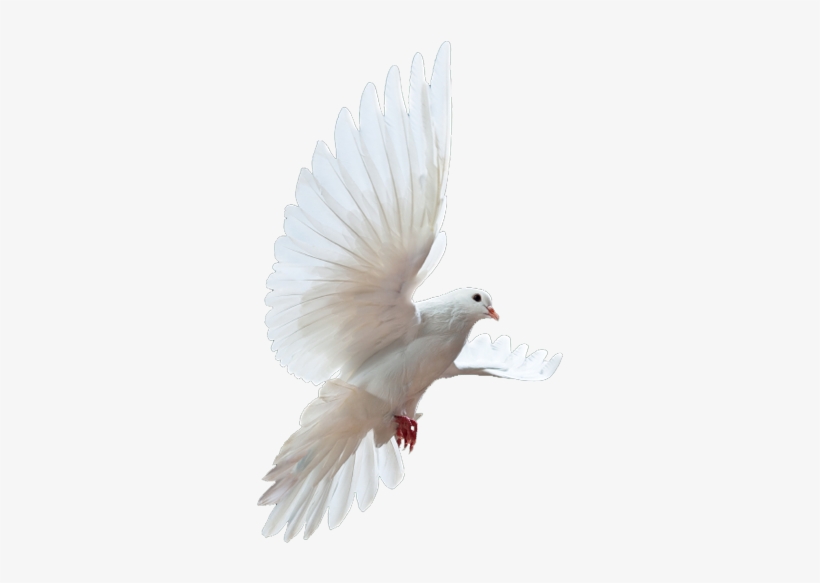 Dove - Dove Png, transparent png #15302