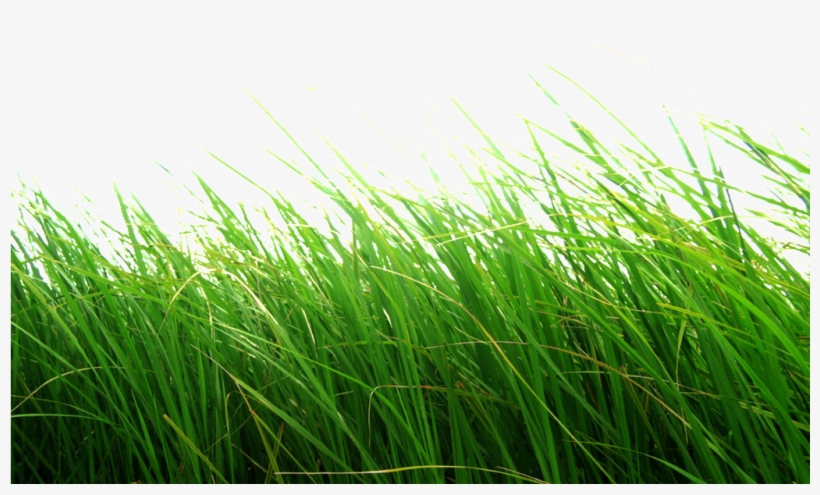 Grass Png Transparent Background, transparent png #15377