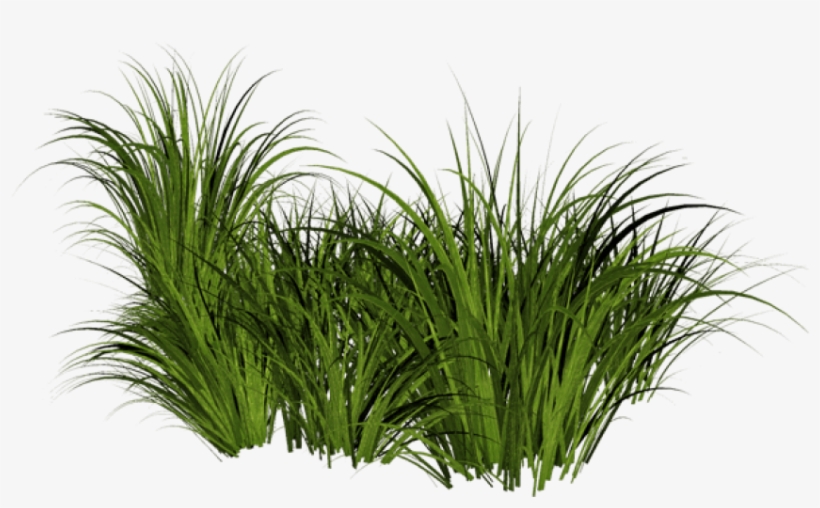 Beach Grass Png Jpg Free Stock - Tall Grass Transparent Background, transparent png #15393