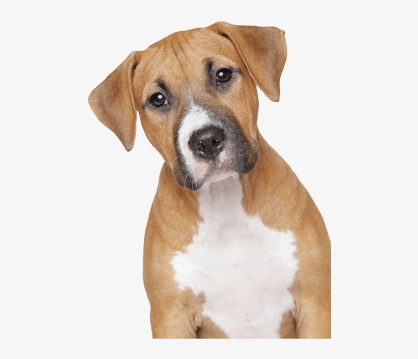 Animals - Dogs - Dog Face Png, transparent png #15451