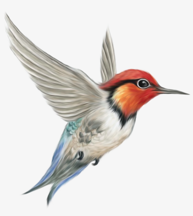 Bird Png, transparent png #15496