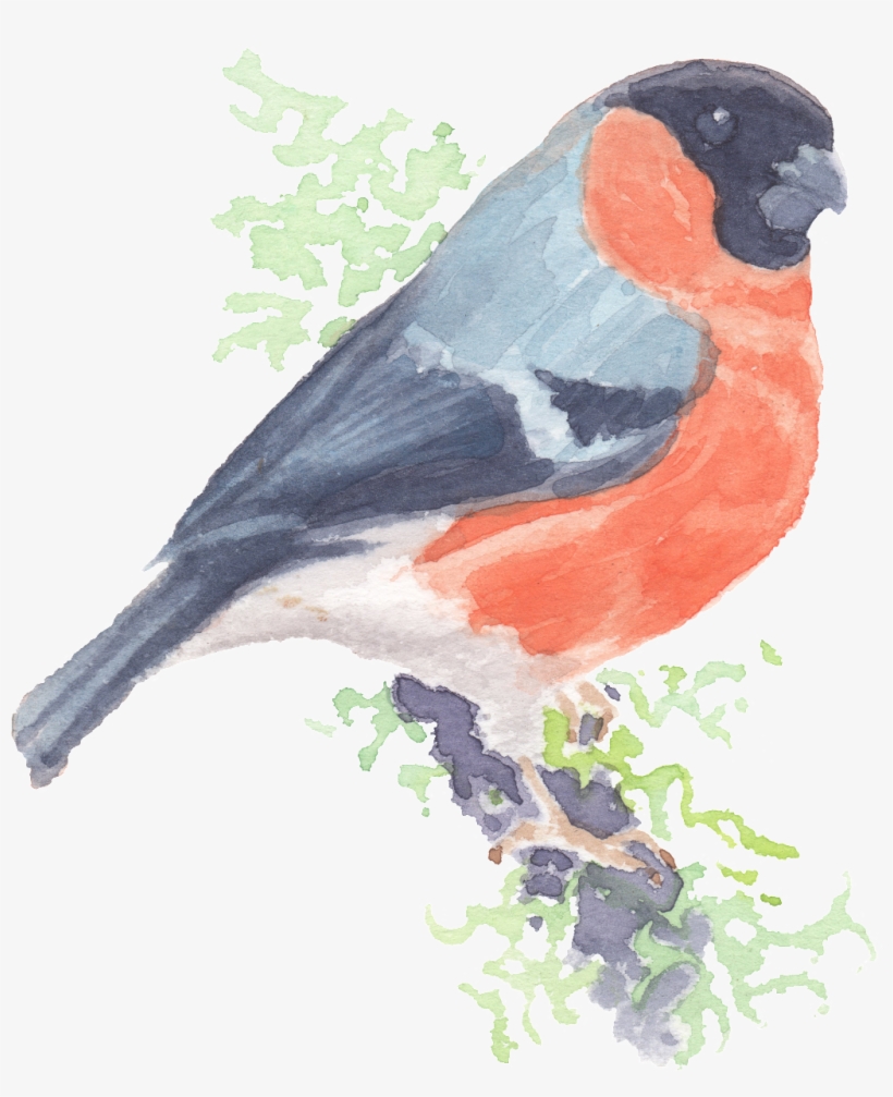 Hand Painted Realistic Cartoon Cuckoo Bird Png Transparent - Portable Network Graphics, transparent png #15526