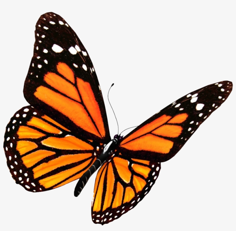 Flying Butterflies Png Transparent Image - Monarch Butterfly Png, transparent png #15573