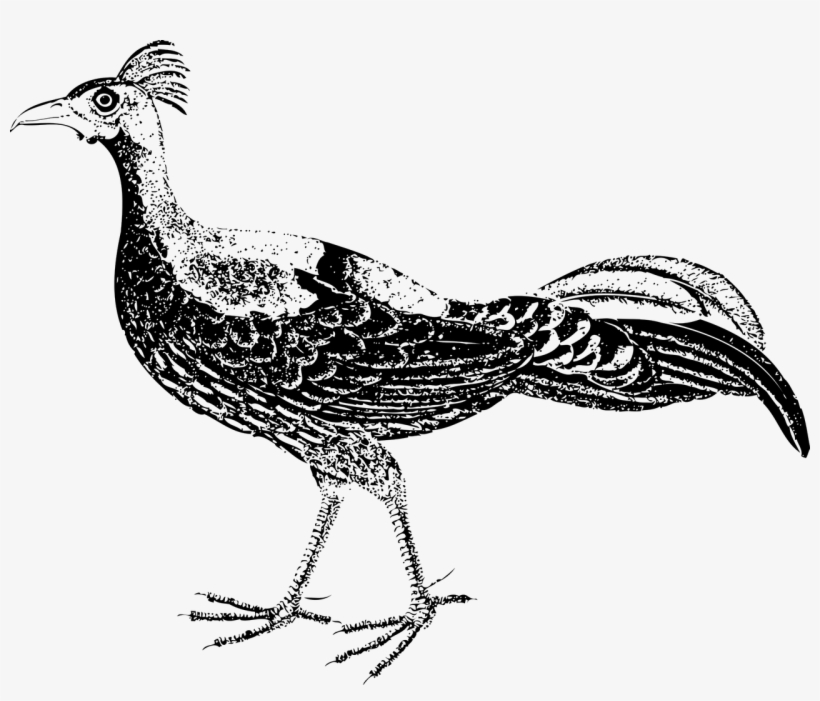 Vector - ไก่ฟ้า ภาพ วาด, transparent png #15698