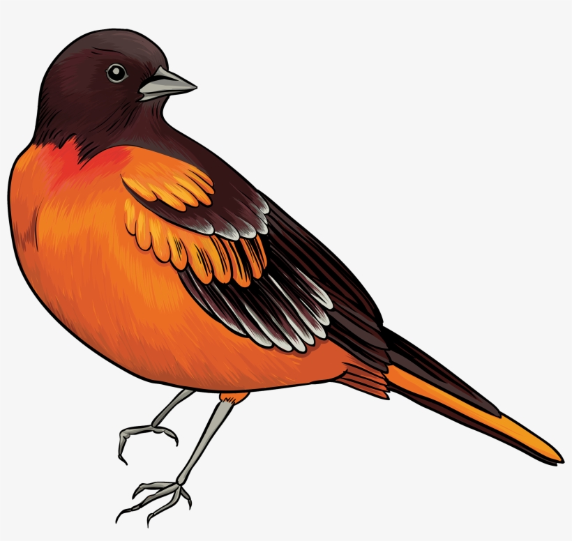 Black And Orange Bird Png Clipart - Soft And Kind Hearted People Are Not Fools, transparent png #15718