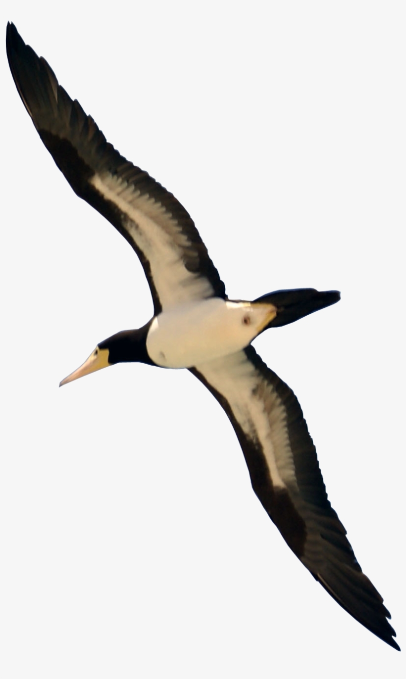 Bird Png - Real Bird Flying Png, transparent png #15861