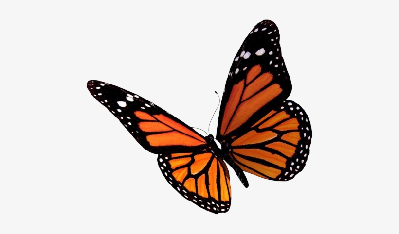 Butterfly Png - Бабочка Пнг, transparent png #16044