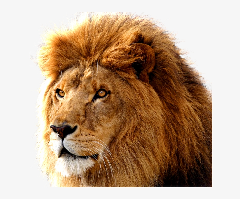 Lion Png Free Download - Lion Png, transparent png #16164