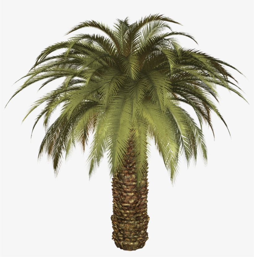 Oil Palm Tree Png, transparent png #16249