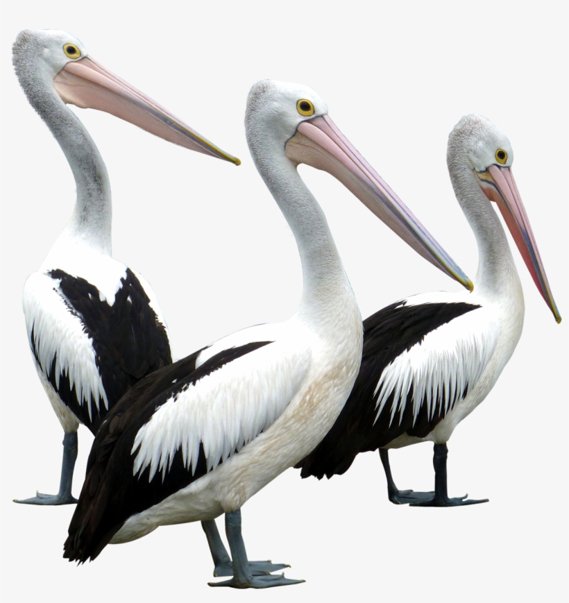 Pelican Png, transparent png #16290