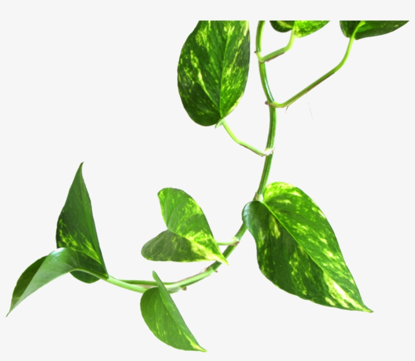 Vine Money Plant Leaf Transparent Image Jpg Black And - Money Plant, transparent png #16308