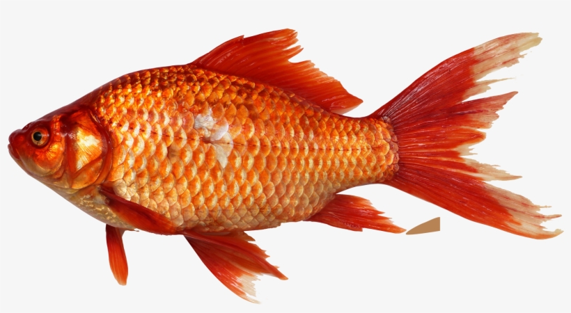 All Day Energy Diet Journal, transparent png #16350