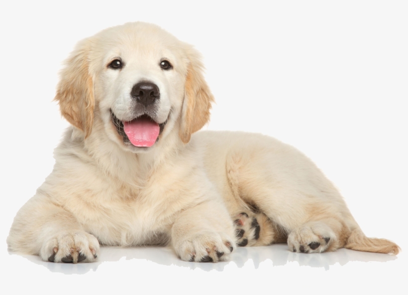 Golden Retriever Dog Png Free - Dog Png, transparent png #16476