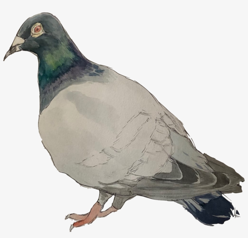 Will Lone - Rock Dove, transparent png #16692