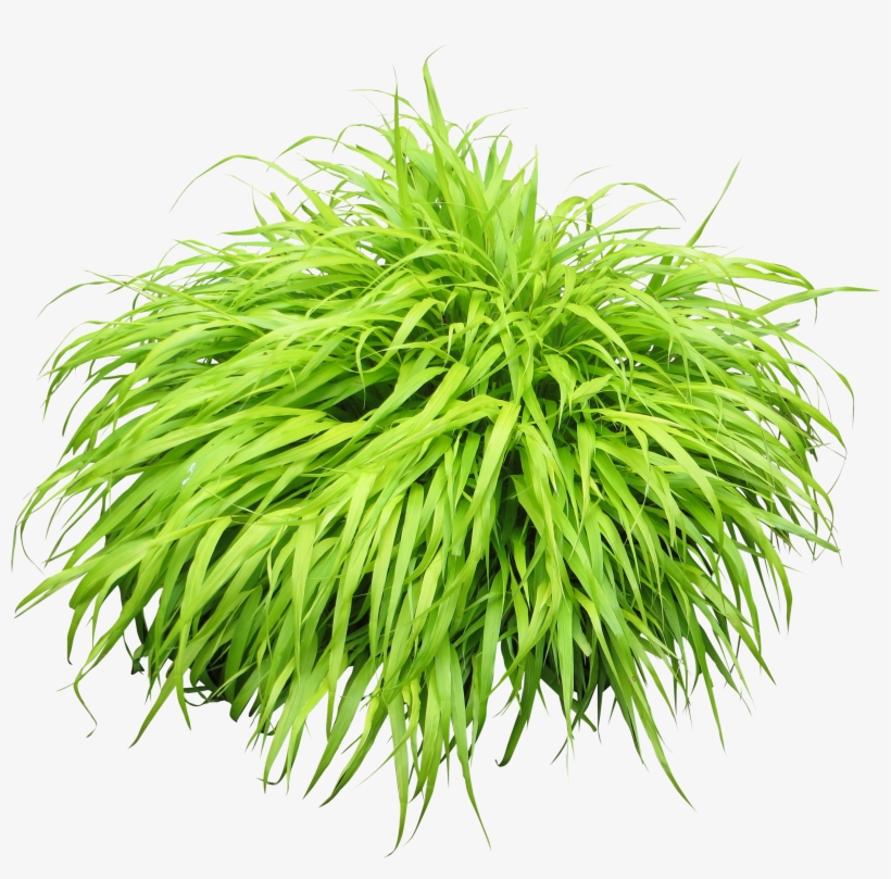 Bush Clipart Png Collection - Plant Png, transparent png #16762