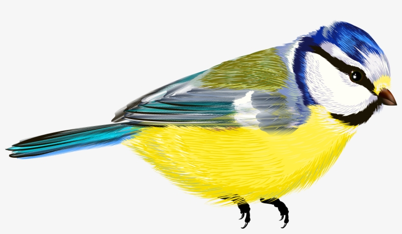 Bird Transparent Png Clipart - انواع پرندگان خانگی و زینتی, transparent png #16786