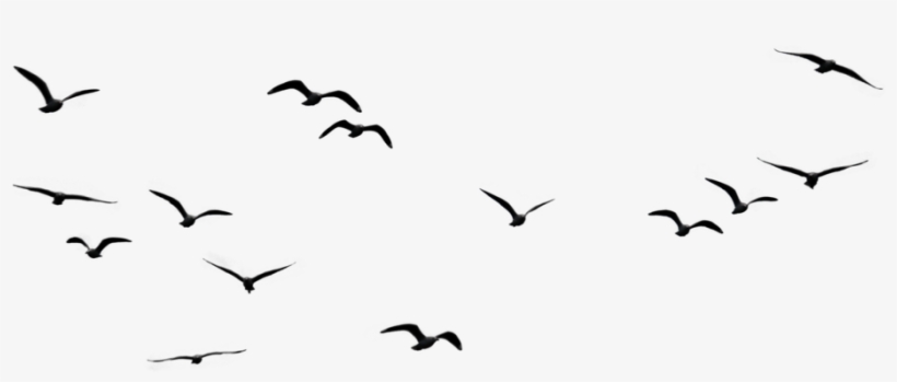 Saatchi - Bird In The Sky Png, transparent png #16807