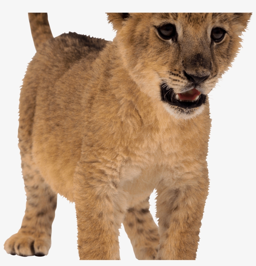 Free Free 189 Baby Lion Svg Free SVG PNG EPS DXF File