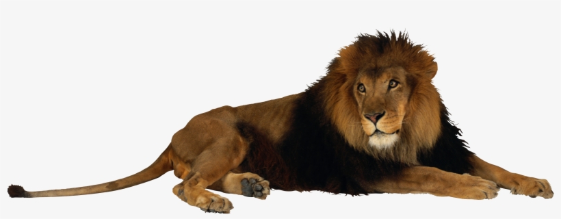 Clip Library Download Png Image - Fort Wayne Children's Zoo, transparent png #16887