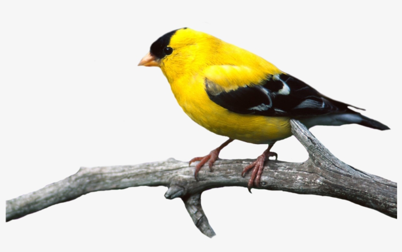 Bird Png - Bird On Branch Png, transparent png #16928