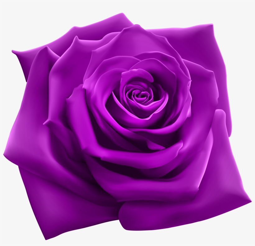 Purple Roses, Watercolor, Green Leaves, Yellow Flowers - Snoop Dogg 220 Album, transparent png #17023