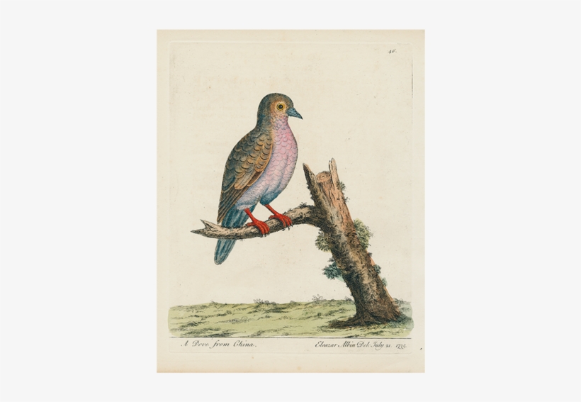 China Dove - Illustration, transparent png #17043