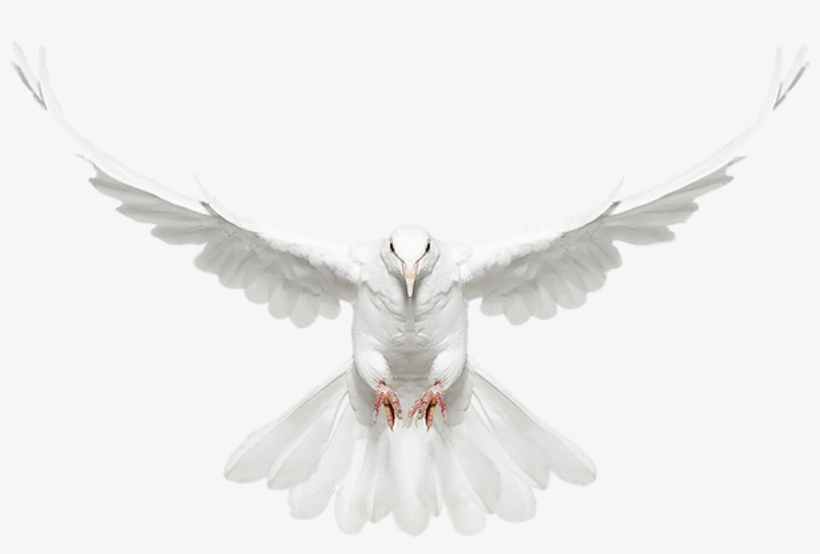 Dove - Flying Dove Png Transparent Background, transparent png #17061