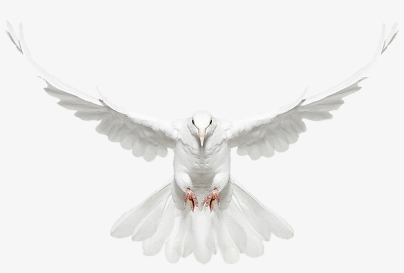 images Transparent Dove Logo Png flying dove png transparent background