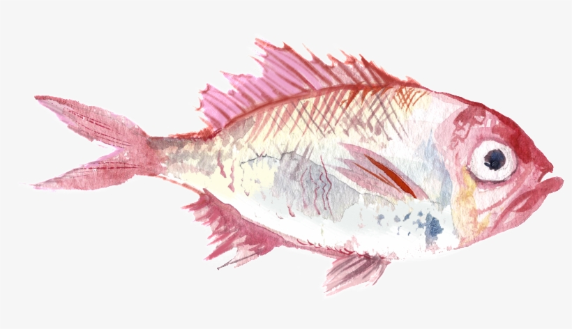 Red Fish Watercolor Hand Drawn Transparent - Watercolor Painting, transparent png #17343