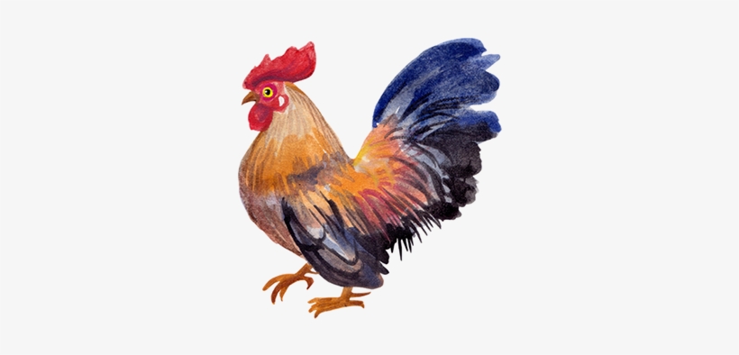 Chicken Watercolor Png, transparent png #17391