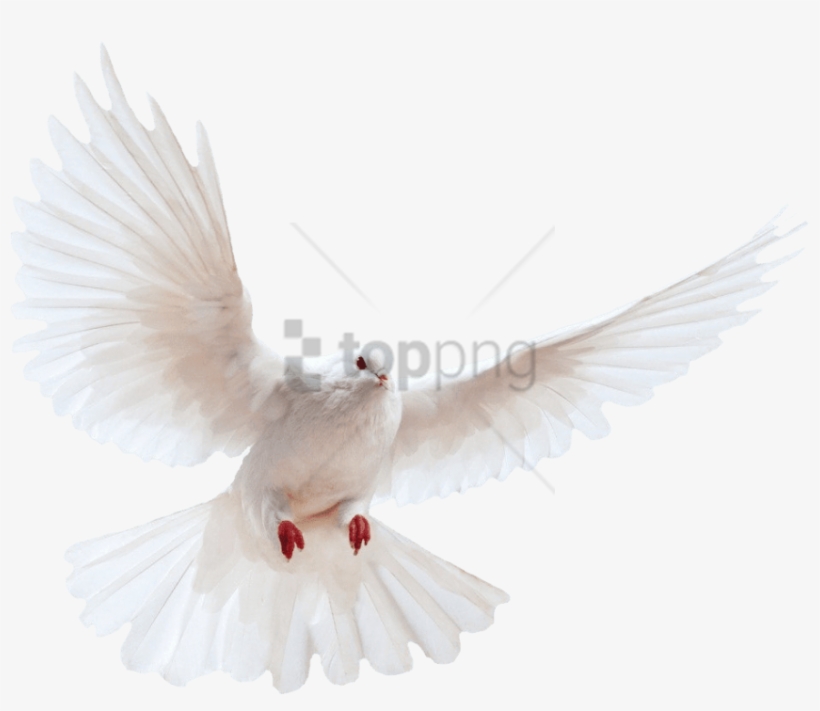 White Dove Transparent Background Bird Image Transparent - Dove Png Transparent Background, transparent png #17433