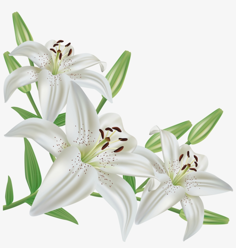 White Lilium Png Clipart Picture - Lily Clipart, transparent png #17502