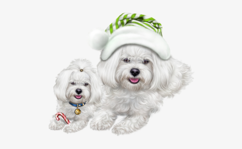 Jpg Freeuse Stock Chiens Dog Puppies Wallpapers Dessin - Maltese Dog, transparent png #17584