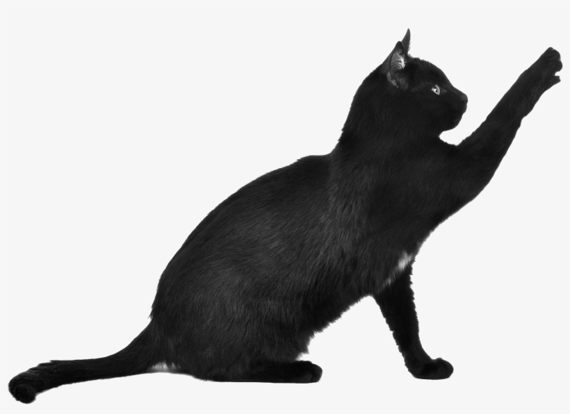 Cat Png Image - Black Cat Png, transparent png #17692
