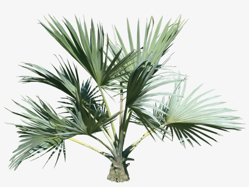 Top Palm Tree Png - Palm Tree Plant Png, transparent png #17717