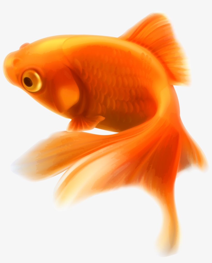 Gold Fish Png Clipart - Golden Fish Png, transparent png #17887
