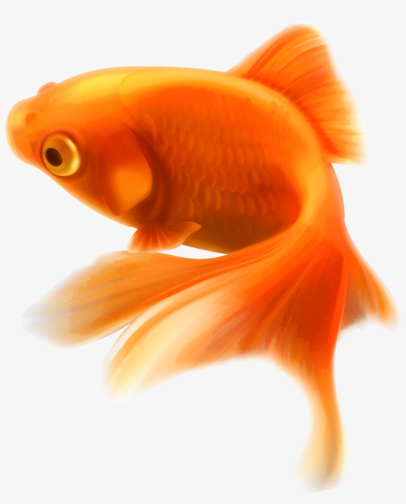 Gold Fish Png Clipart Golden Fish Png Free Transparent Png Download Pngkey Gold Fish Png Clipart Golden Fish Png Free Transparent Png Download Pngkey