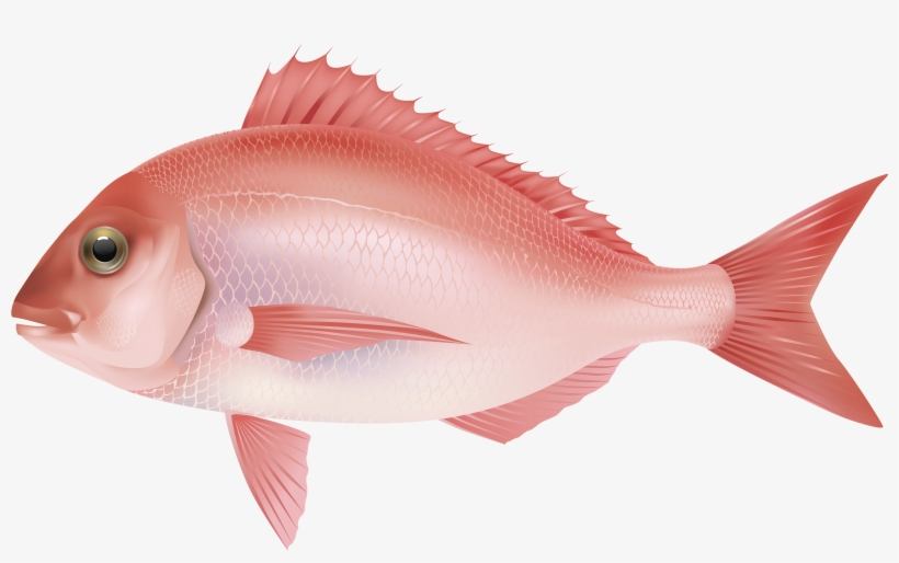 Red Sea Fish Png Clipart Image - Ocean Fish Png, transparent png #18058