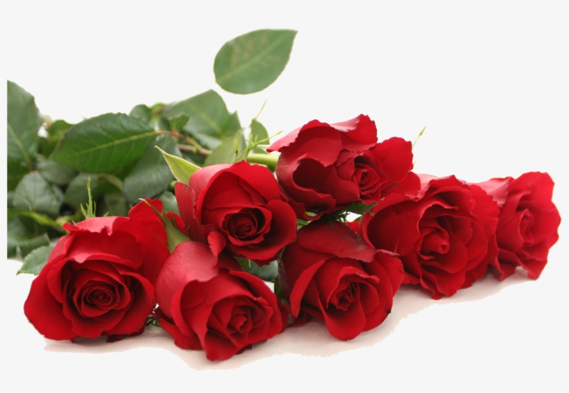 Red Rose Png Free Download - Good Morning Red Rose, transparent png #18078