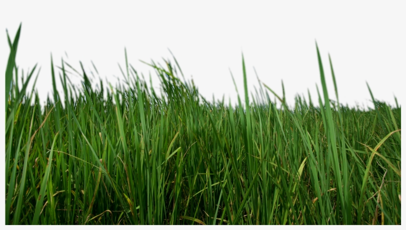 Grass Png Transparent - Transparent Grass, transparent png #18079